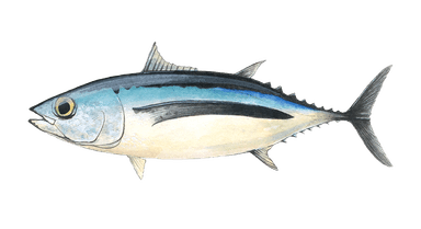 Albacore Tuna
