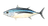 Albacore Tuna
