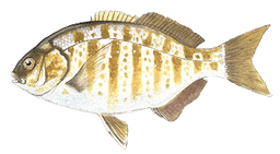 Barred Surfperch