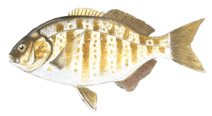 Barred Surfperch