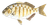 Barred Surfperch
