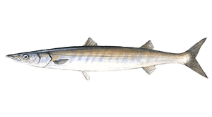California Barracuda