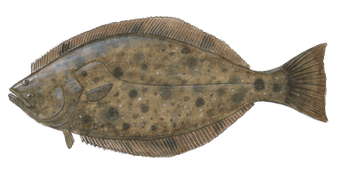 California Halibut