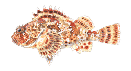 Sculpin (California Scorpionfish)