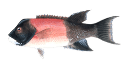 Sheephead