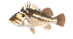 Copper Rockfish