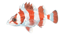 Rockfish (General — Shelf/Slope)