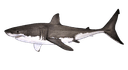Great White Shark