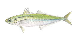 Jack Mackerel