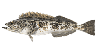 Lingcod
