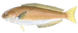 Ocean Whitefish