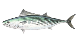 Pacific Bonito