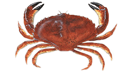 Red Rock Crab