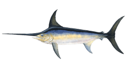 Swordfish