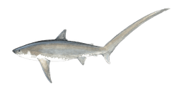 Thresher Shark