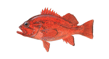 Rockfish