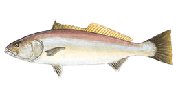 White Seabass