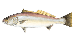 White Seabass