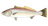 White Seabass
