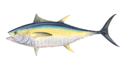 Yellowfin Tuna