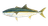 Yellowtail